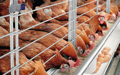 سود پرورش مرغ تخمگذار بومی - سپید طیور